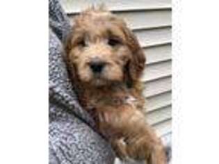 Goldendoodle Puppy for sale in Grand Rapids, MN, USA