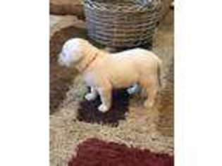 Labrador Retriever Puppy for sale in Salem, IN, USA