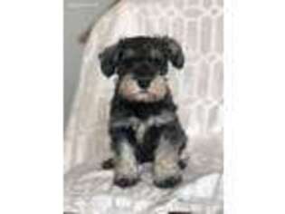 Mutt Puppy for sale in Arlington Heights, IL, USA