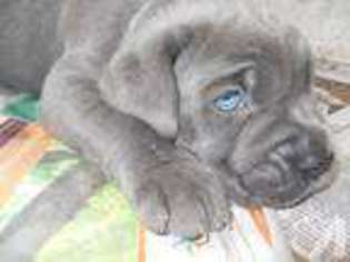 Cane Corso Puppy for sale in SEEKONK, MA, USA