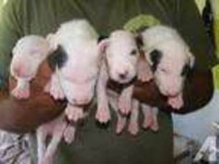 Bull Terrier Puppy for sale in PAHOA, HI, USA