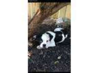 Olde English Bulldogge Puppy for sale in Lewistown, PA, USA
