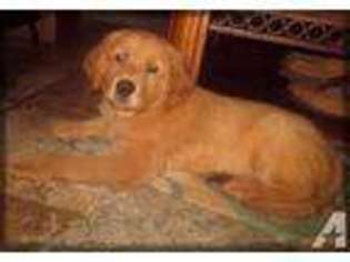 Golden Retriever Puppy for sale in SEASIDE, OR, USA