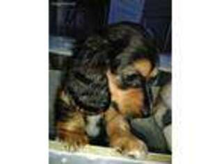 Dachshund Puppy for sale in Bloomfield Hills, MI, USA