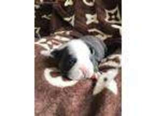 Bulldog Puppy for sale in Dublin, OH, USA