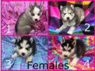 Siberian Husky Puppy for sale in Mc Clure, PA, USA