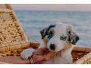 Australian Shepherd Puppy for sale in Gulf Breeze, FL, USA