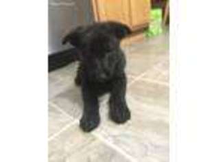 German Shepherd Dog Puppy for sale in Etna, OH, USA