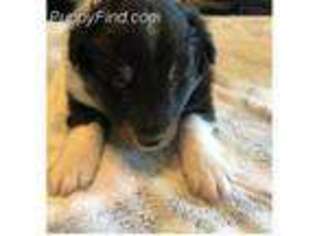 Shetland Sheepdog Puppy for sale in Bishop, GA, USA