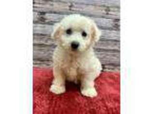 Bichon Frise Puppy for sale in Bluffton, IN, USA