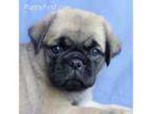 Pug Puppy for sale in Wentworth, MO, USA