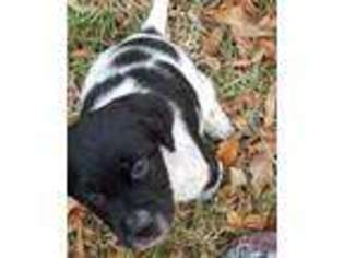 English Setter Puppy for sale in Statesville, NC, USA