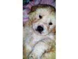 Golden Retriever Puppy for sale in Kingston, PA, USA