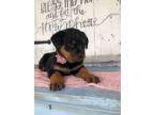 Rottweiler Puppy for sale in Dornsife, PA, USA