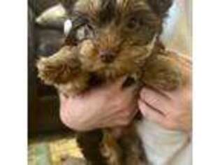 Yorkshire Terrier Puppy for sale in Ringgold, GA, USA