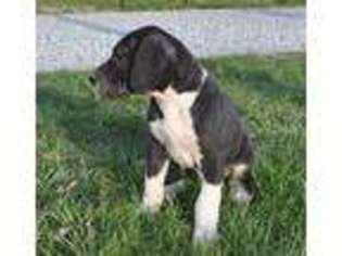 Great Dane Puppy for sale in Mount Sterling, KY, USA