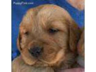 Golden Retriever Puppy for sale in La Verne, CA, USA