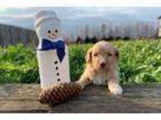 Goldendoodle Puppy for sale in South Bend, IN, USA