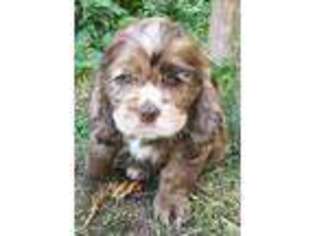 Cocker Spaniel Puppy for sale in Fresno, CA, USA