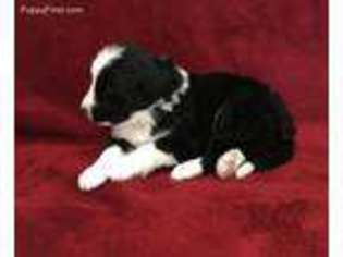 Bernese Mountain Dog Puppy for sale in Del Norte, CO, USA