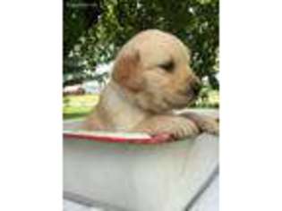 Golden Retriever Puppy for sale in Middlefield, OH, USA