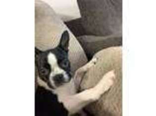Boston Terrier Puppy for sale in Bedford, NH, USA