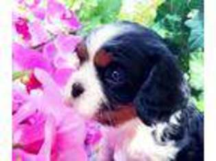 Cavalier King Charles Spaniel Puppy for sale in Billings, MT, USA
