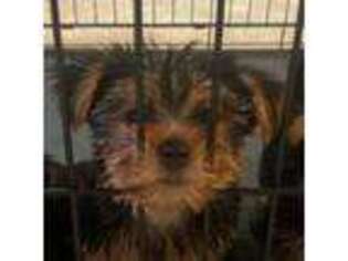 Yorkshire Terrier Puppy for sale in Gaithersburg, MD, USA