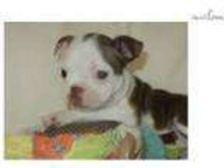 Boston Terrier Puppy for sale in Nashville, TN, USA