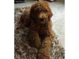 Goldendoodle Puppy for sale in Fishers, IN, USA