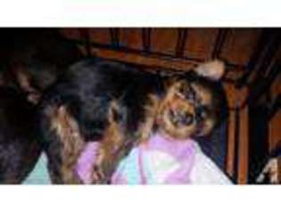 Yorkshire Terrier Puppy for sale in ESPARTO, CA, USA