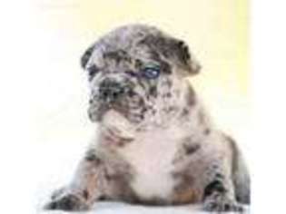 French Bulldog Puppy for sale in Pompano Beach, FL, USA