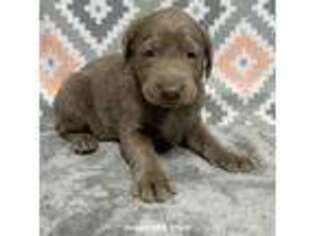 Labrador Retriever Puppy for sale in Odessa, MO, USA