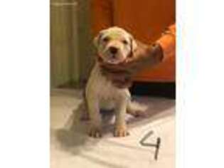 Dogo Argentino Puppy for sale in Orlando, FL, USA