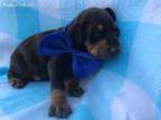 Doberman Pinscher Puppy for sale in Narvon, PA, USA