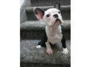 French Bulldog Puppy for sale in Henderson, CO, USA