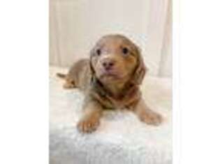 Dachshund Puppy for sale in Kernersville, NC, USA