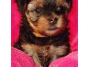 Yorkshire Terrier Puppy for sale in Lakeport, CA, USA