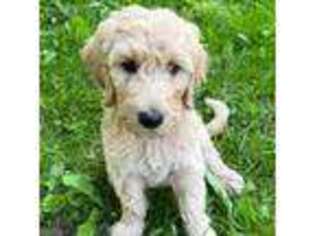 Labradoodle Puppy for sale in Lowville, NY, USA
