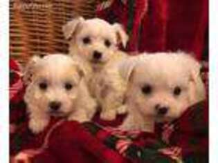 Maltese Puppy for sale in Princeton, NC, USA