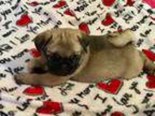 Pug Puppy for sale in Niles, OH, USA