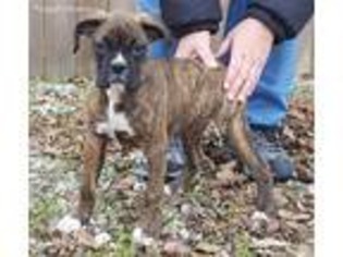 Boxer Puppy for sale in Pierce City, MO, USA