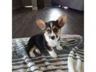 Pembroke Welsh Corgi Puppy for sale in Chino Valley, AZ, USA