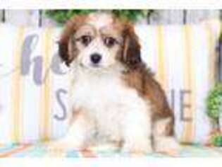Cavachon Puppy for sale in Howard, OH, USA