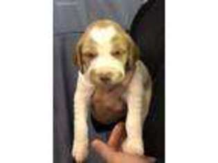 Brittany Puppy for sale in North Street, MI, USA