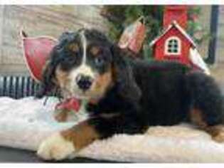 Bernese Mountain Dog Puppy for sale in Paxton, IL, USA