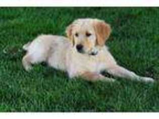 Golden Retriever Puppy for sale in La Grange, CA, USA