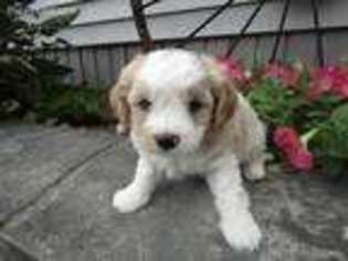 Cavapoo Puppy for sale in Kalamazoo, MI, USA
