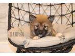 Shiba Inu Puppy for sale in Bernville, PA, USA