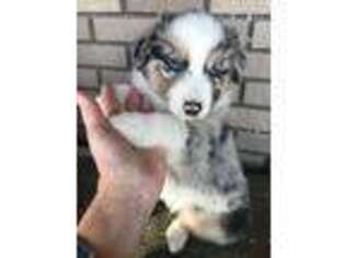 Australian Shepherd Puppy for sale in Merryville, LA, USA